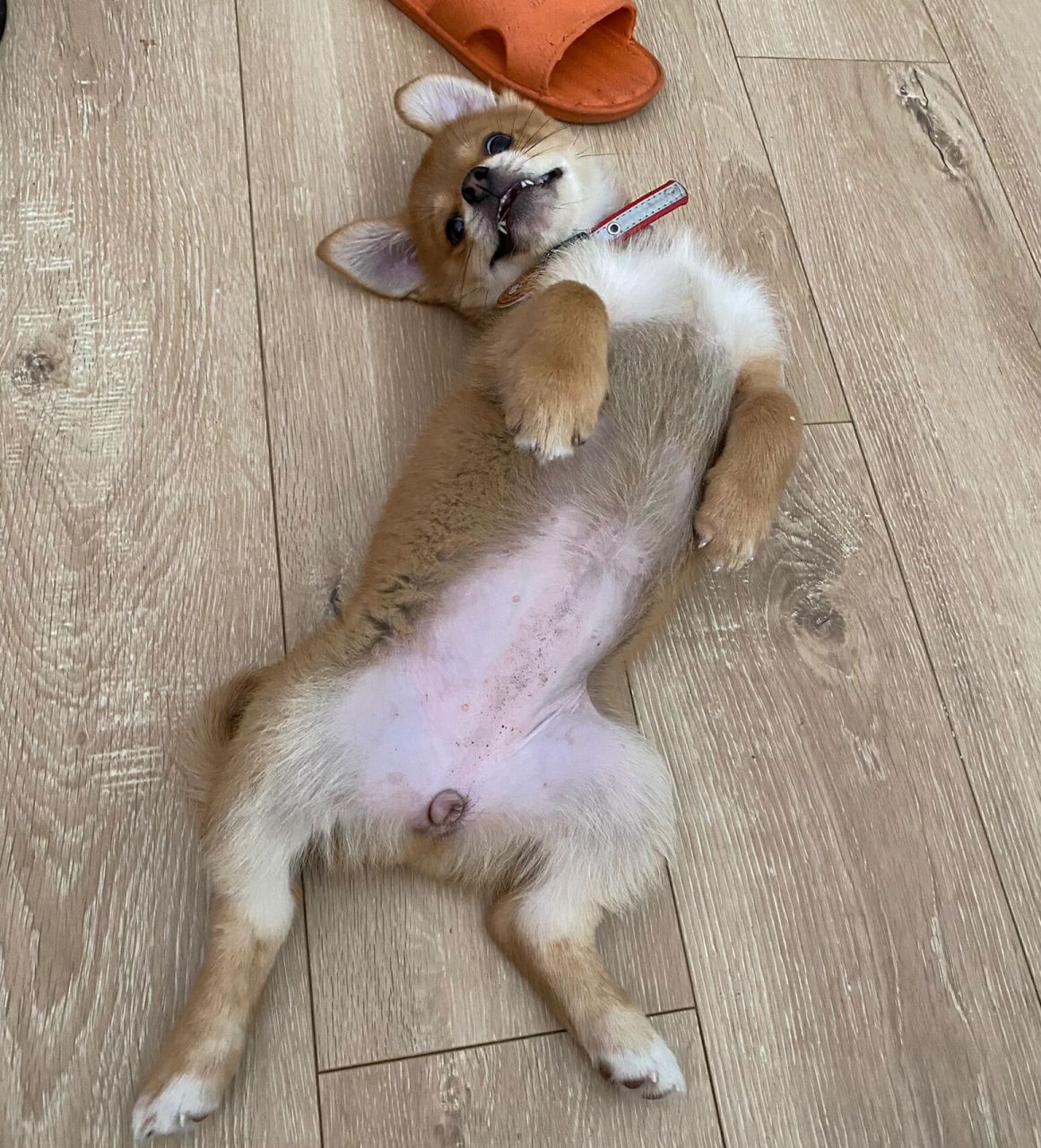 狗狗肚子上黑色的点点是啥