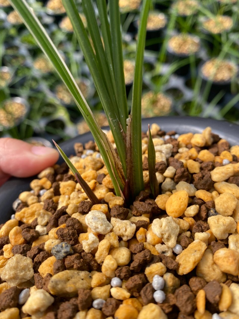 莲瓣兰翠晶红轮