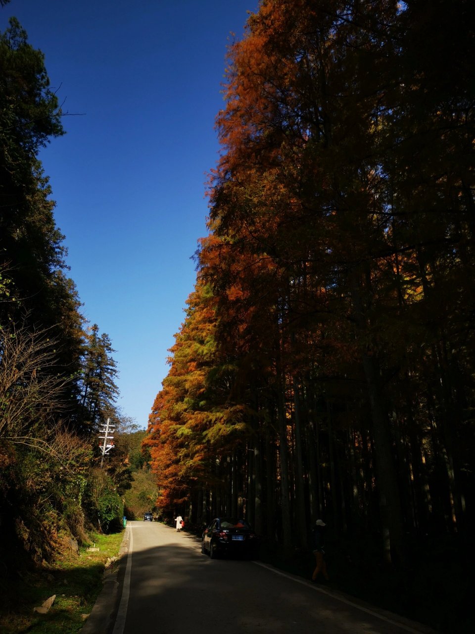 靖州排牙山森林公园