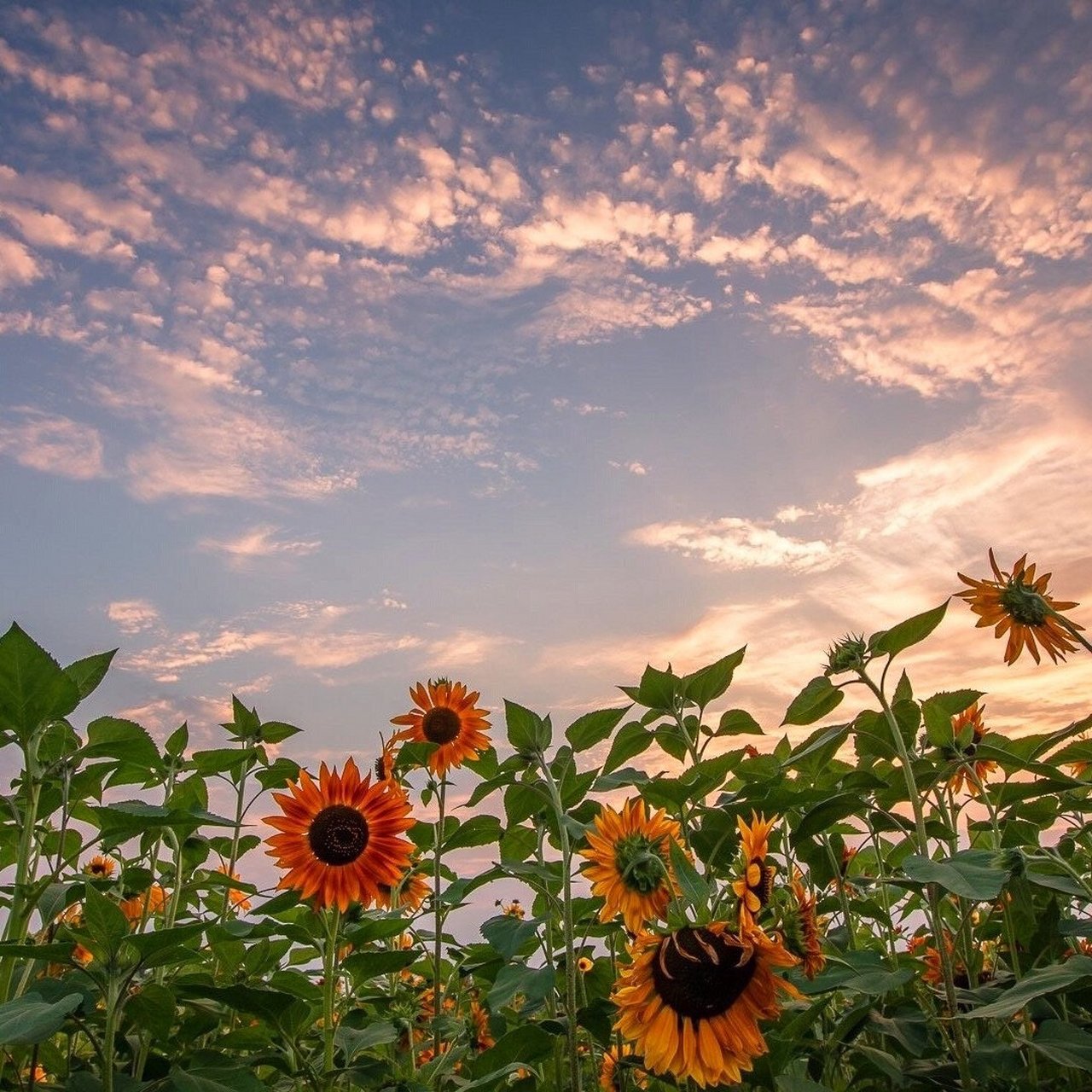 向日葵花朋友圈背景图 入目無他人 四下皆是你