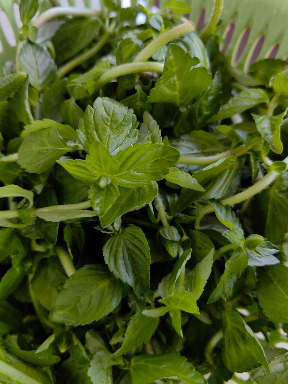 解锁香香菜的多种吃法 解锁香香菜的多种吃法 水香菜,植物名称为水