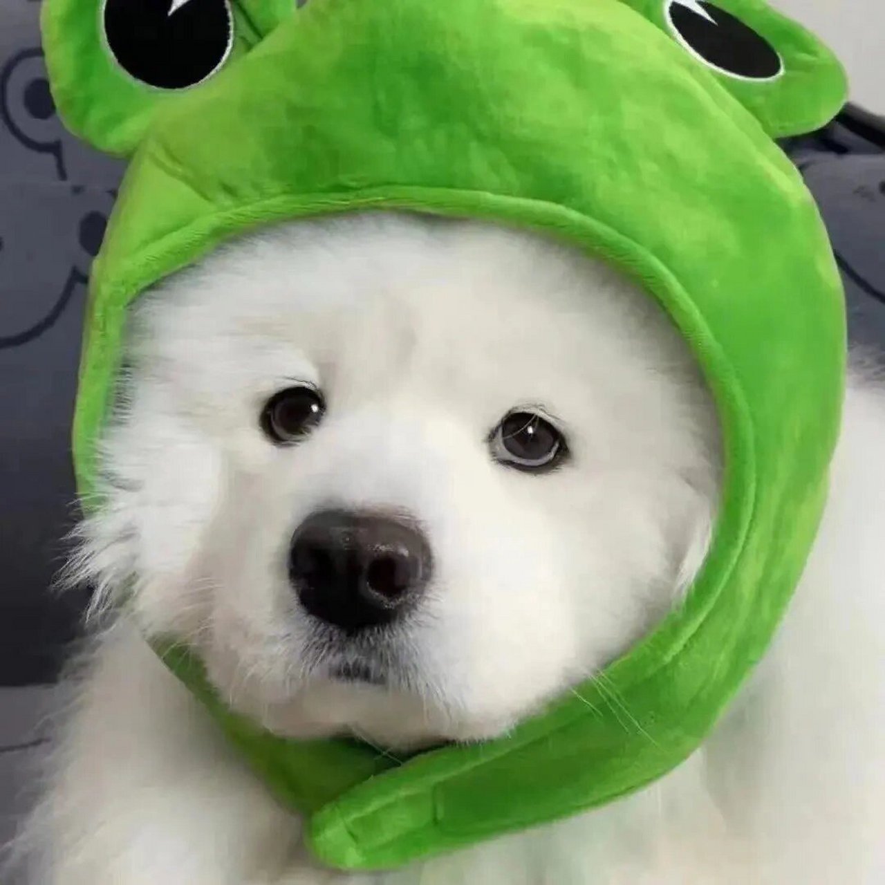 绿绿的情侣头像,可爱狗狗萨摩耶呜呜呜