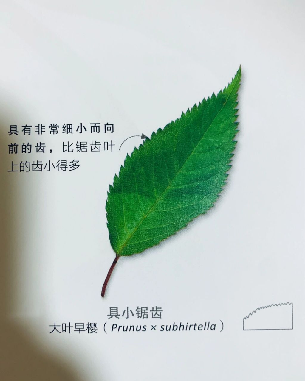 是可用于鉴定植物种类的独特特征·叶缘的形状有助于植物适应环境