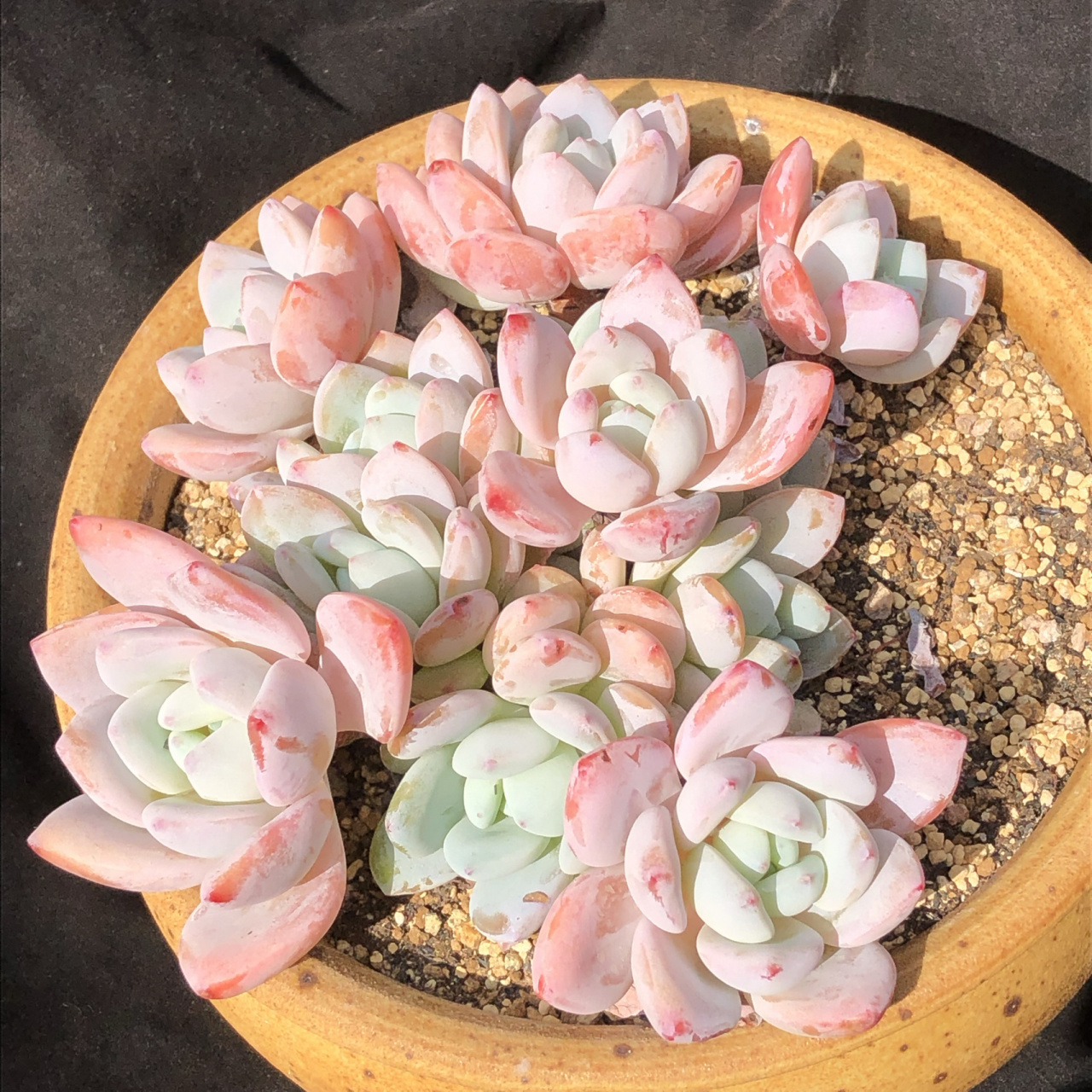 冷香的盛世容颜篇「美好的多肉植物」 种草一波,以前冷香收不到大群的