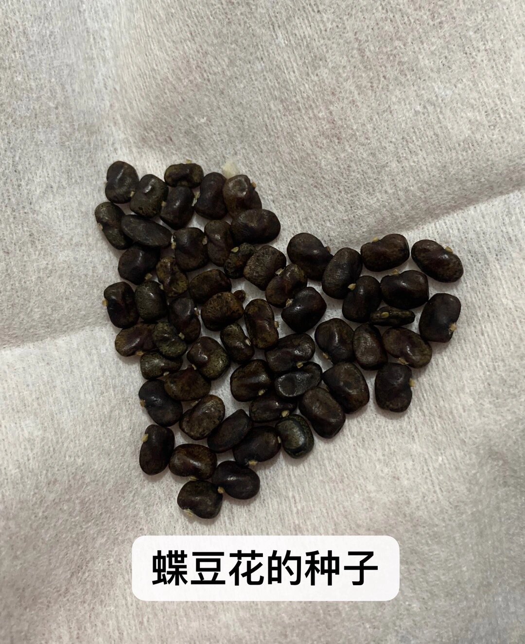 宝藏植物种子蓝蝴蝶,蝶豆花 感谢杰姐又给我带来好多宝藏植物还有种子