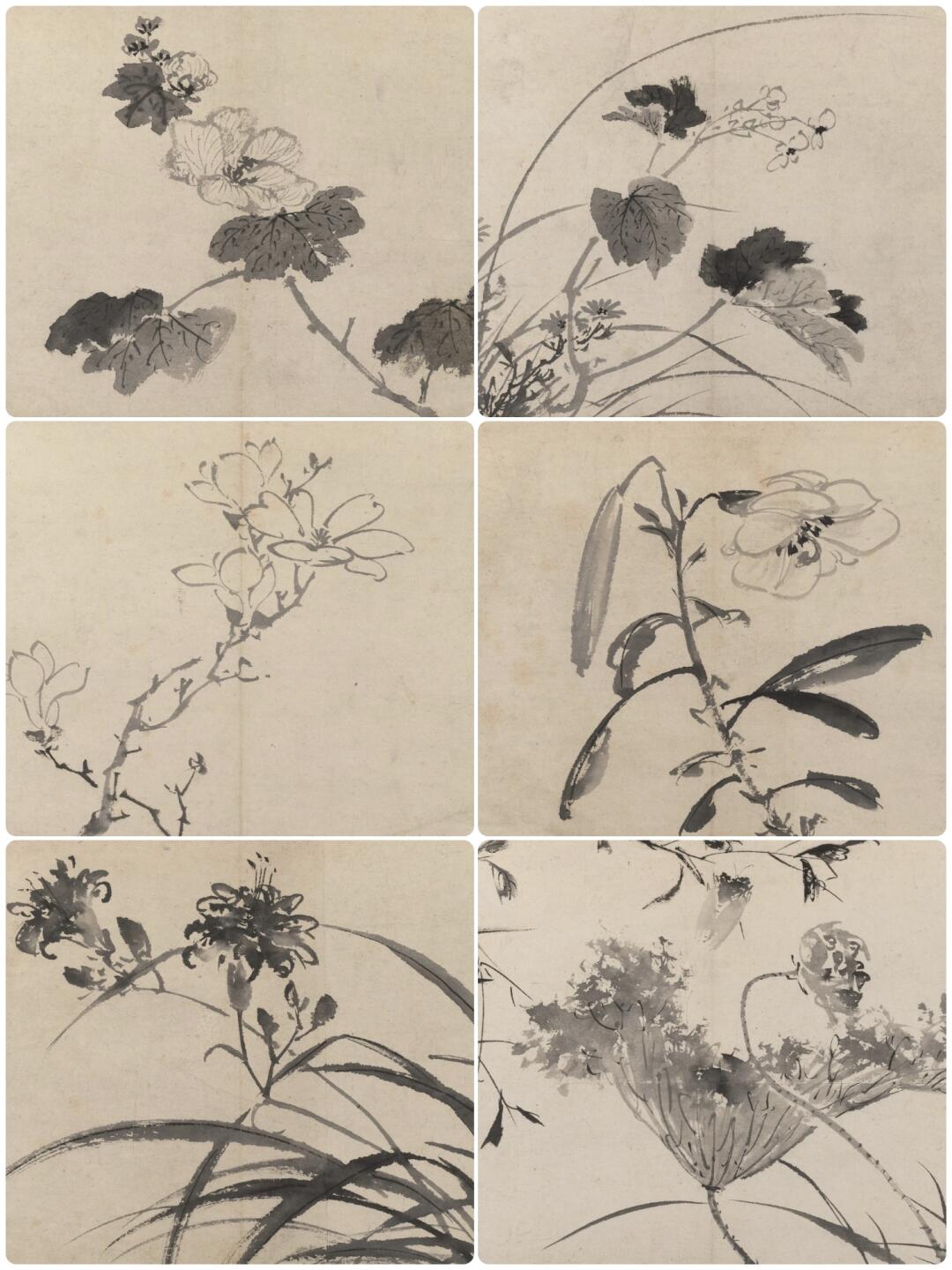欣赏|明代陈淳《花卉写生册》