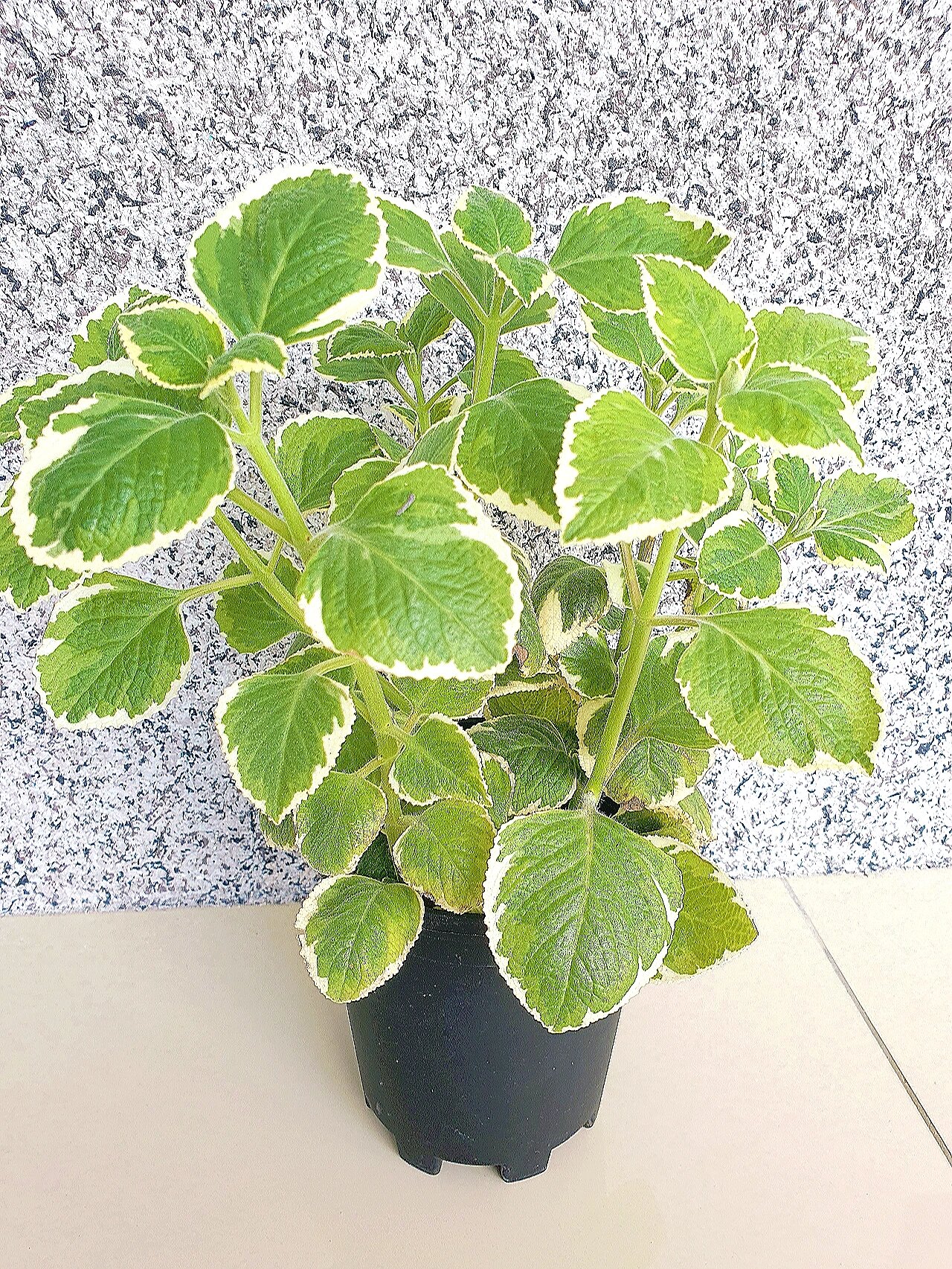 💥coleus amboinicus到手香,又名着手香,左手香,过手香,印度薄荷