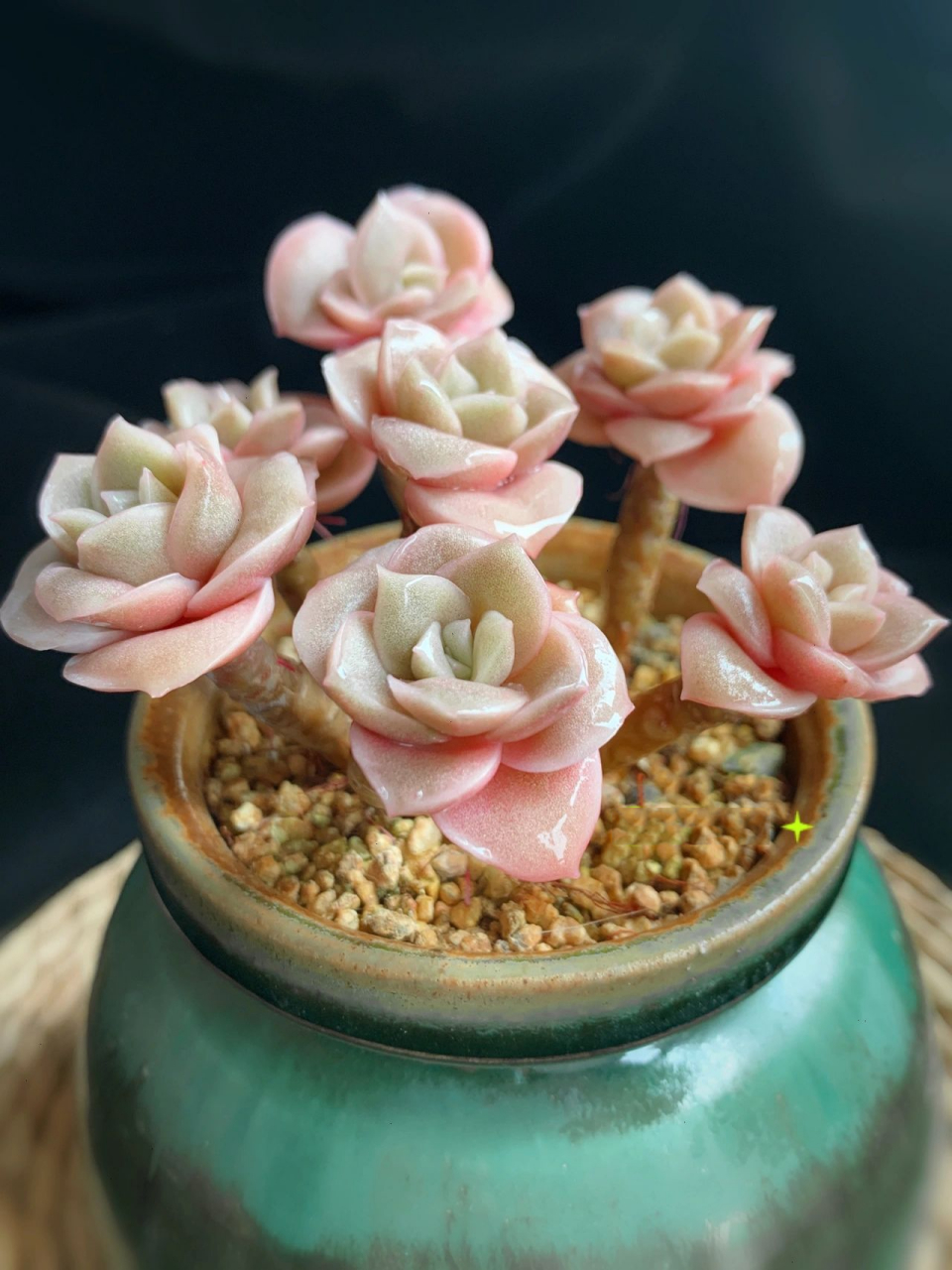 多肉届的可爱玫瑰 当它们开始美丽,那很可能是春天来了 近期恰逢情人