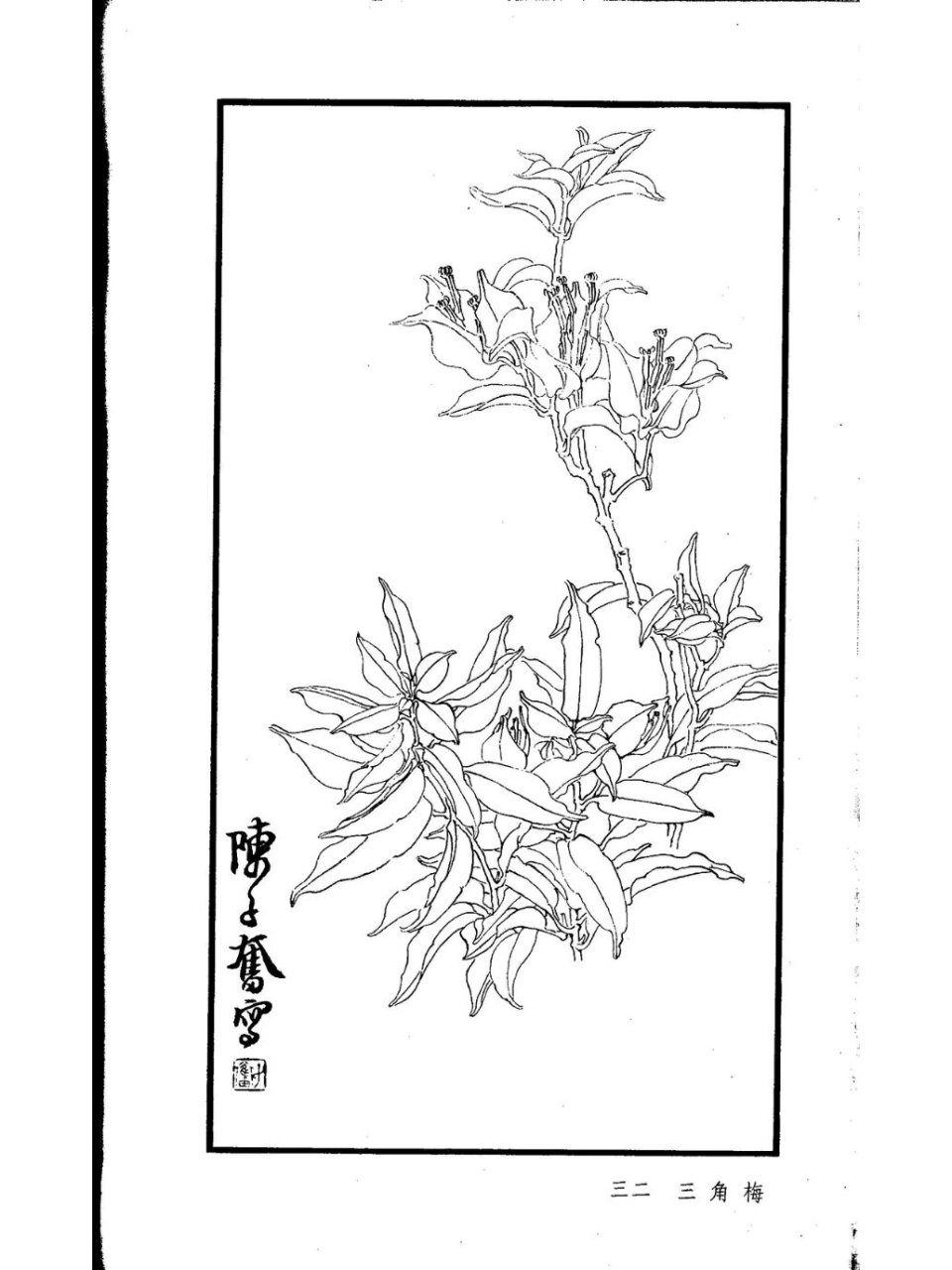 国画必学白描花卉合集 陈子奋临摹 本次共分享六张陈子奋白描花卉