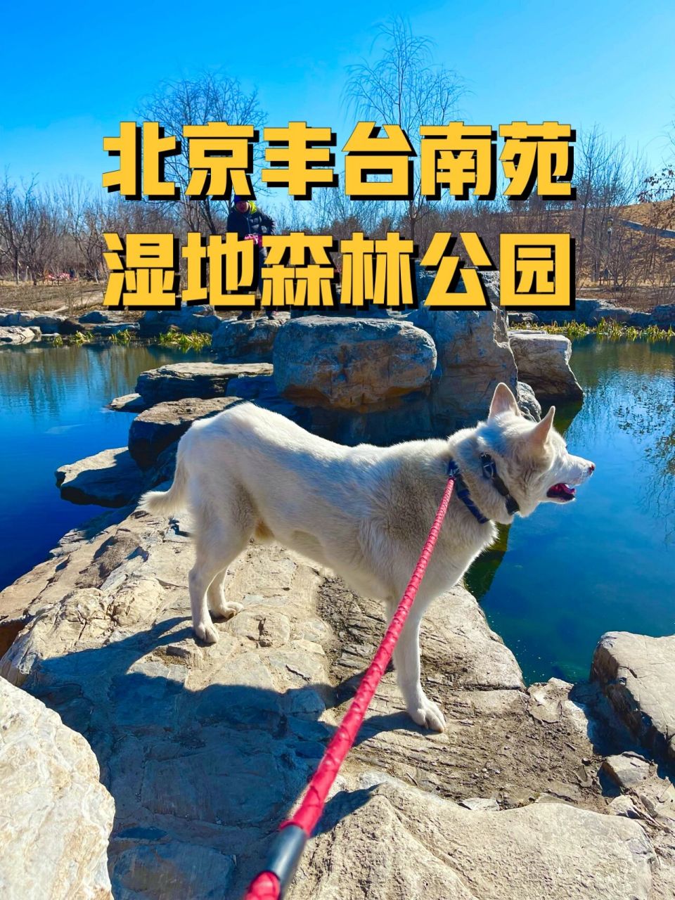北京丰台南苑湿地森林公园可带大狗世间奇景 这次来到北京丰台南苑