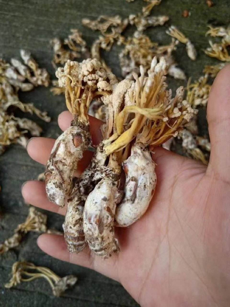 野生金蝉花 野生金蝉花,今年刚晒干新货,具有提高免疫力,抗疲劳,保肾