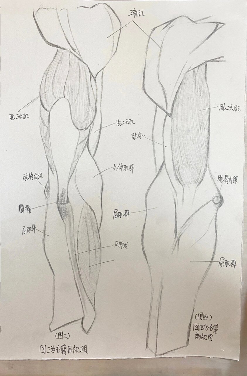 手臂肌肉结构图 手臂肌肉结构
