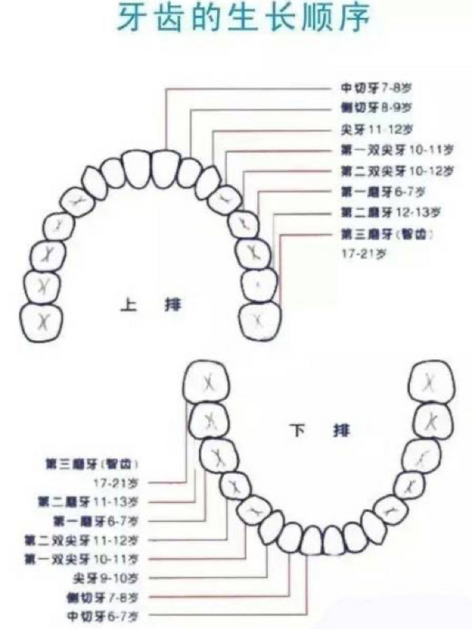 牙齿的名称位置 带图图片