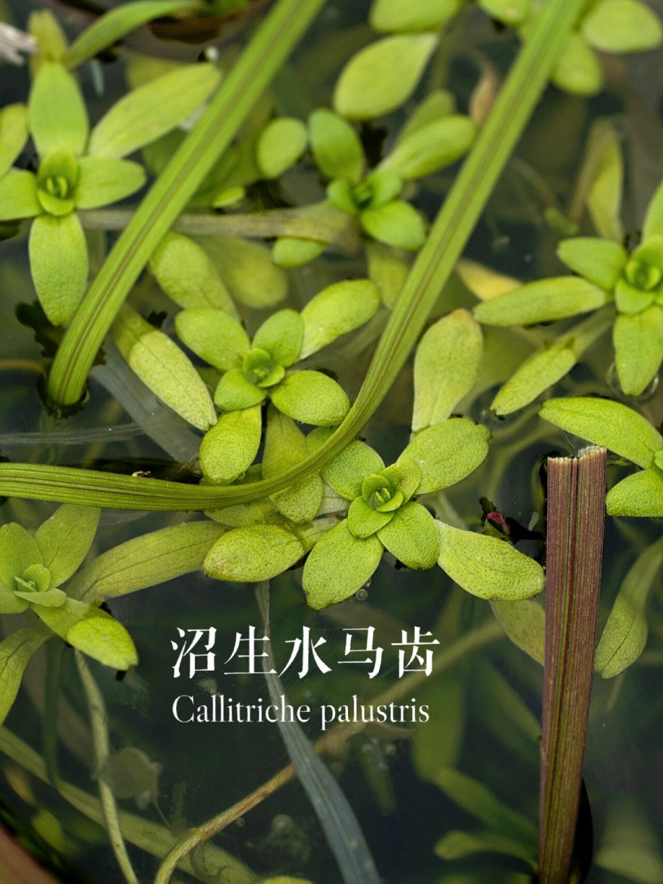 野生植物丨沼生水马齿 水生植物还是挺值得研究一下的,比如这个在山头