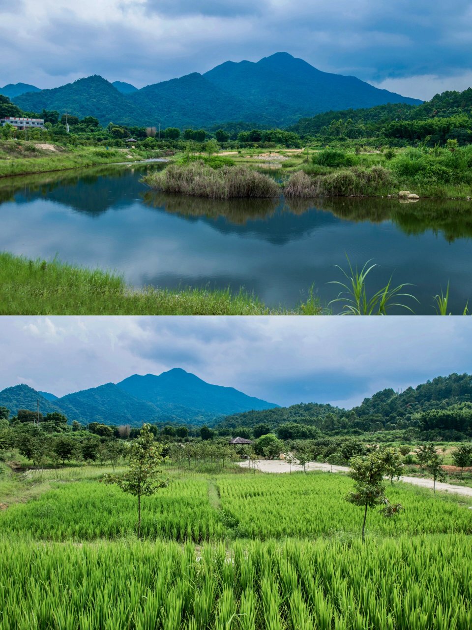 青山含黛,碧水潋滟,湖光山色,鸟语花香,打卡河源万绿谷度假区,乐享一