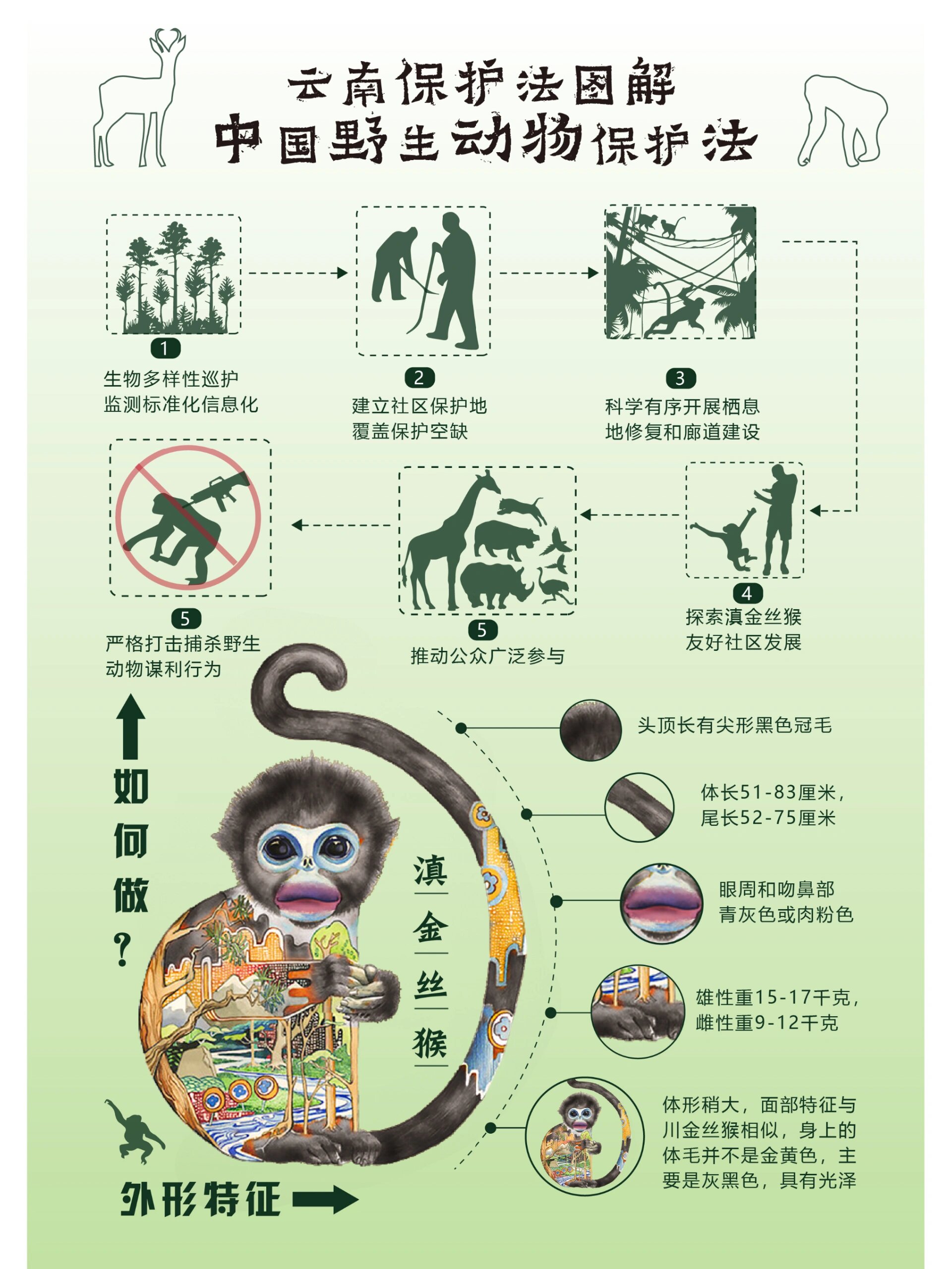 云南野生动物滇金丝猴信息可视化