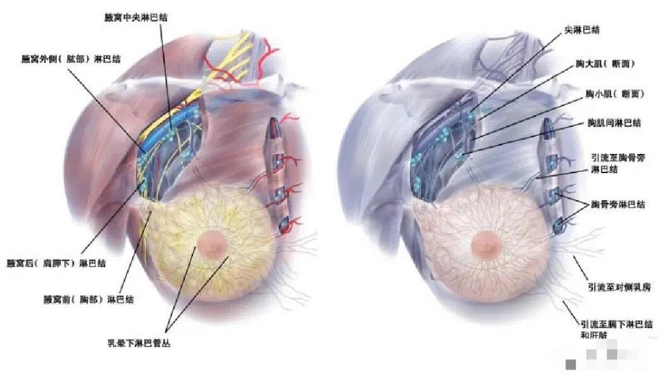 乳房结构图中乳房硬块图片