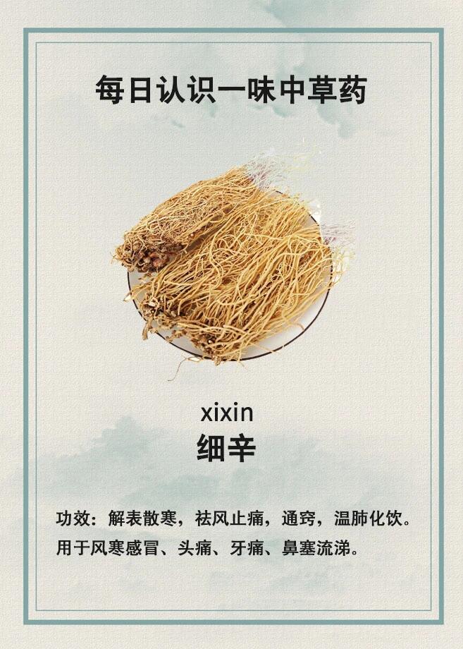 苕叶细辛别名图片