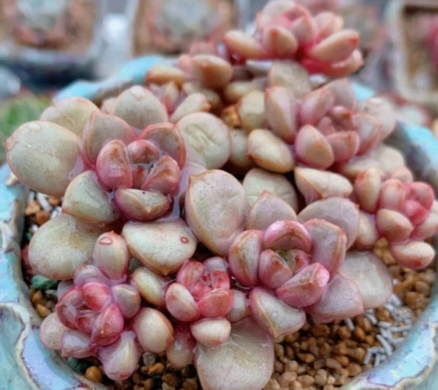 认识多肉第44天——葡萄 葡萄,又叫做红葡萄,姬葡萄,丸叶葡萄,景天科