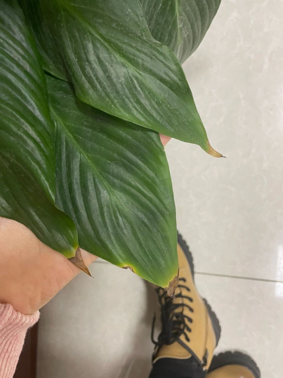 一帆风顺的叶子95尖会发黄是为什么?