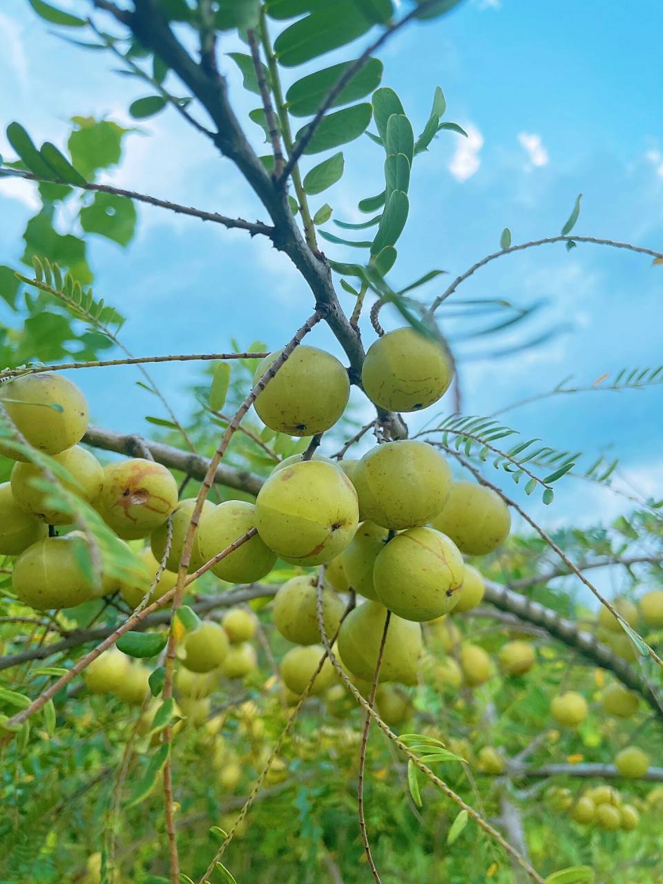 油甘作为潮汕特产,深受潮汕人喜爱,那么它有几种吃法,你们知道吗?1..