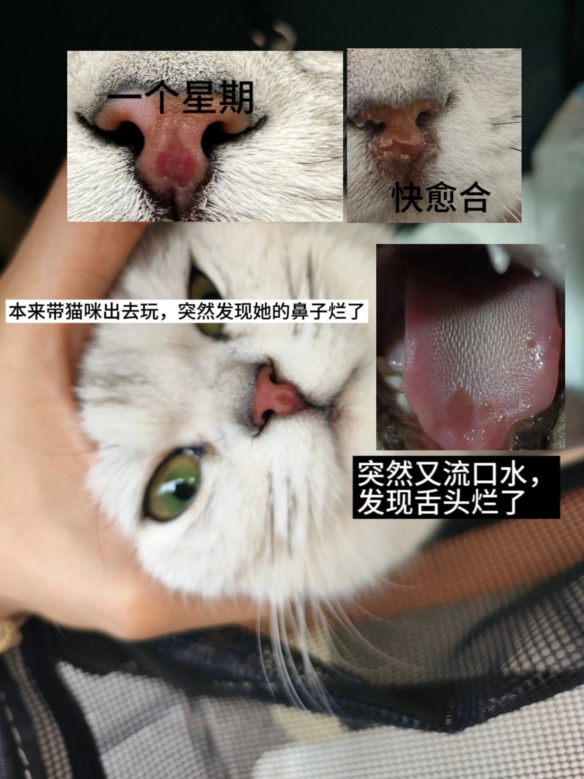 的时候,在学校里想带她还有她的老公烧 去散步,然后突然月饼鼻子烂了