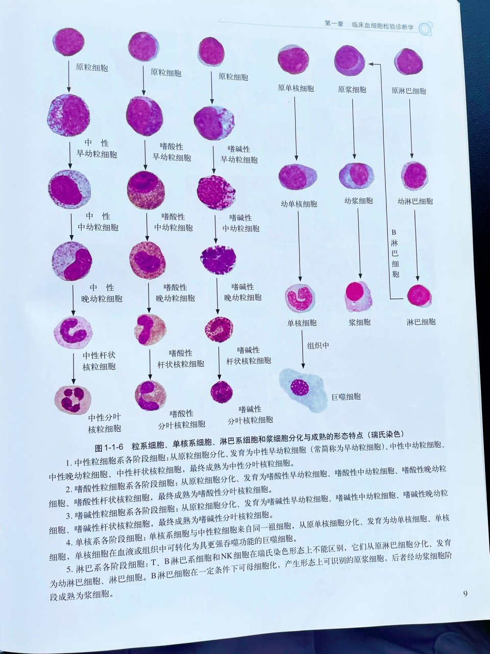 血涂片染色步骤图片