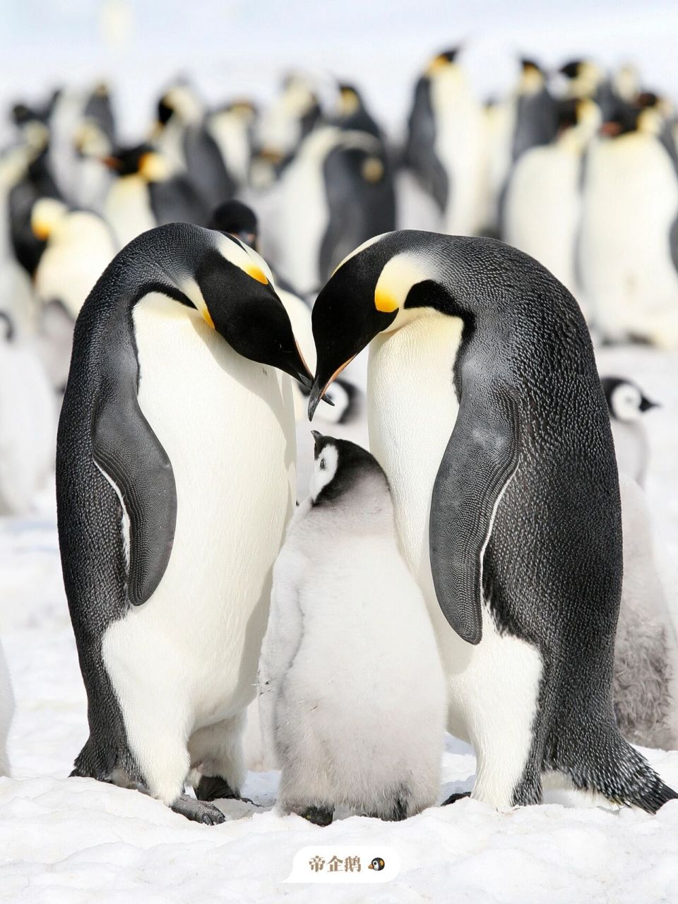 挑战一张封神 | 南极常见企鹅图鉴 93作为南极第一"热门生物"的企鹅