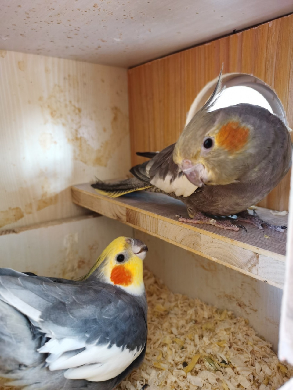 简单教你如何准确准确分辨玄凤鹦鹉公母 瞎逼逼:能验卡的可选择验卡