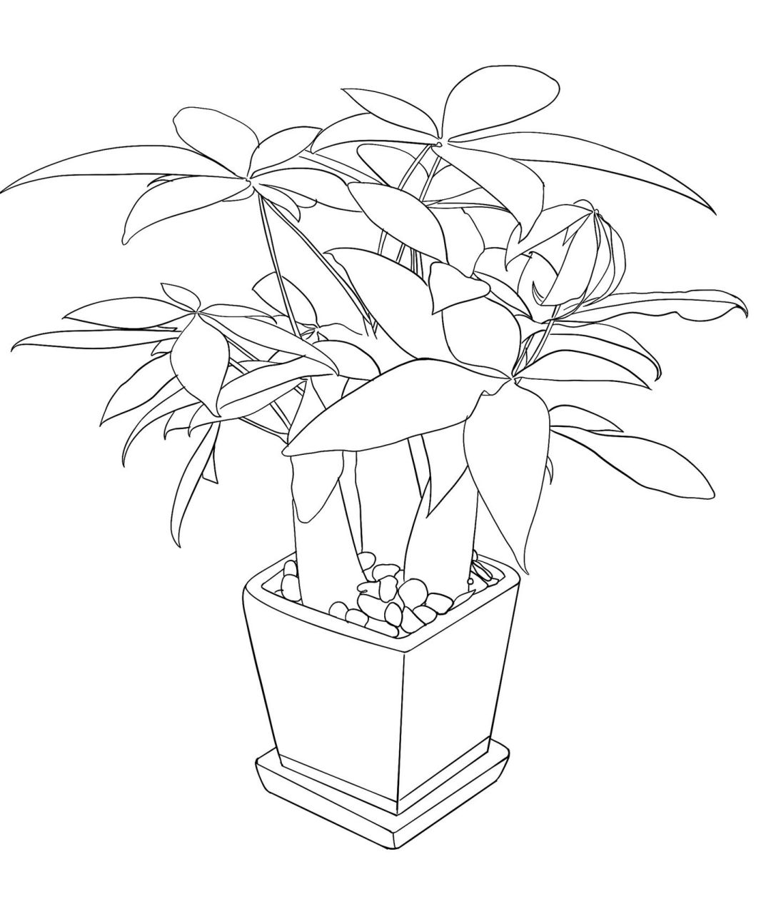 发财树:写生植物:线描素材 今日练习素材:发财树 发财树寓意:三阳开泰