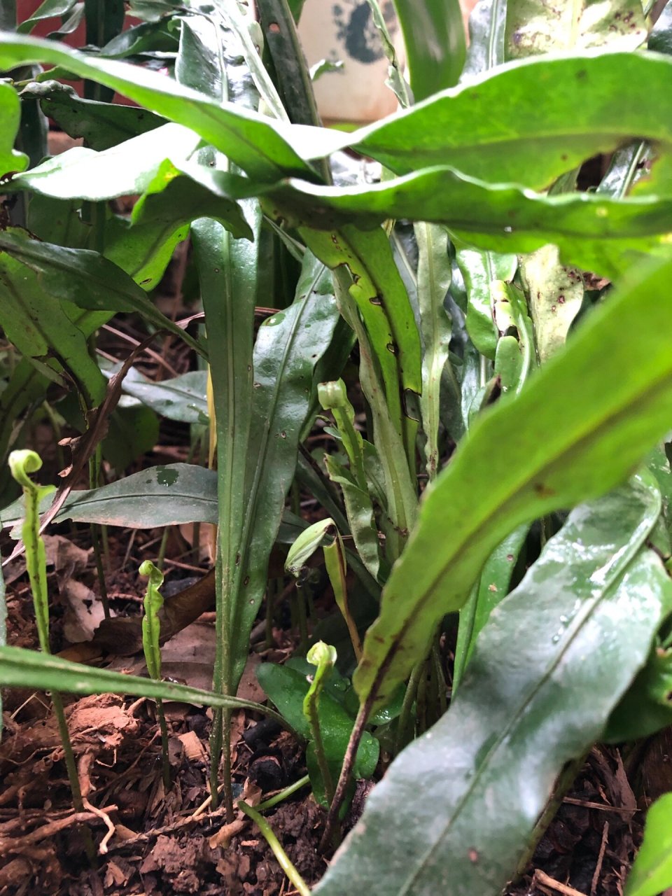水龙骨科植物光石韦 性能:甘,苦,微寒.利尿通淋,清湿热,止血.