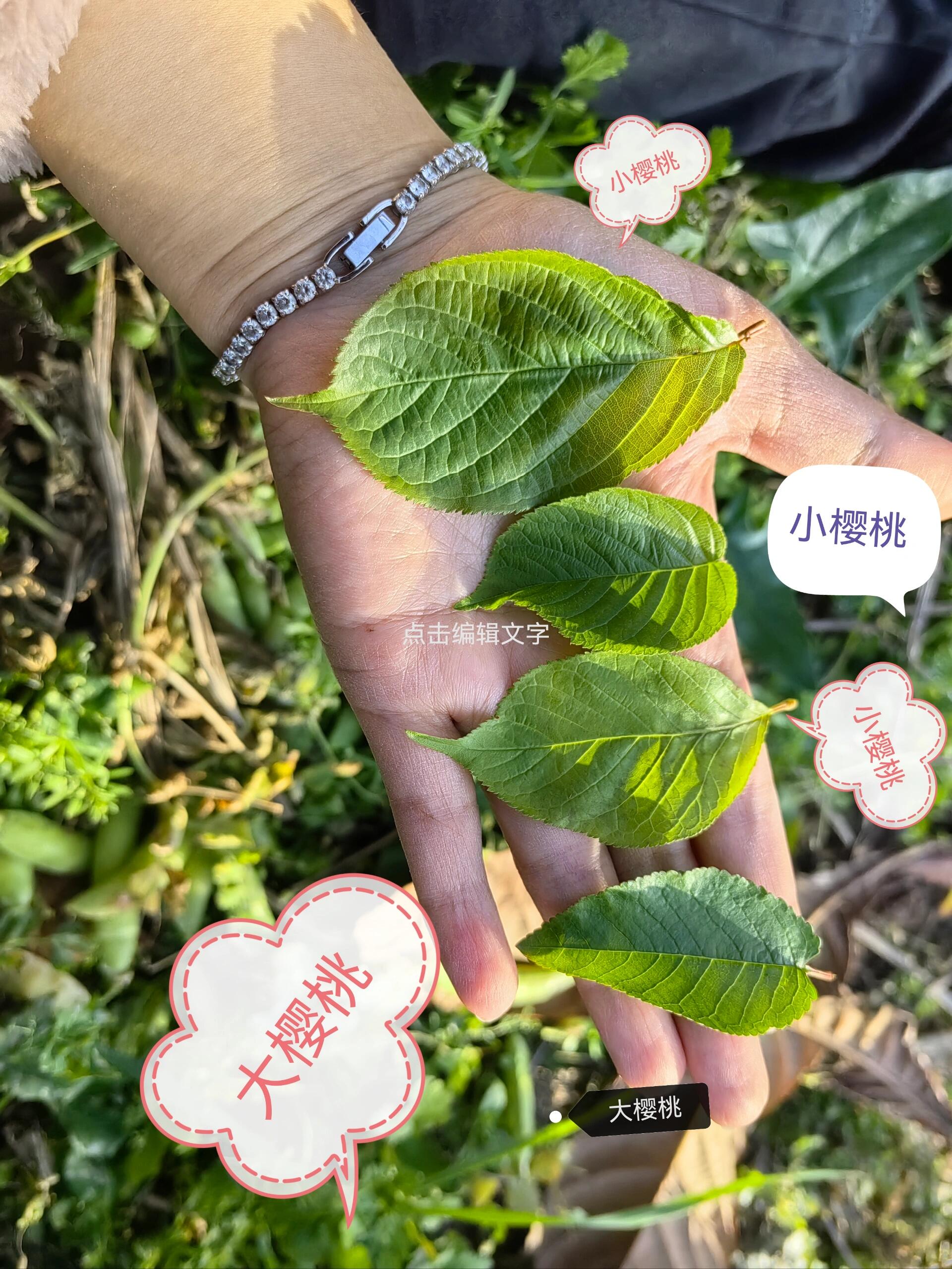 今天好奇大樱桃,小樱桃,樱花叶有啥区别