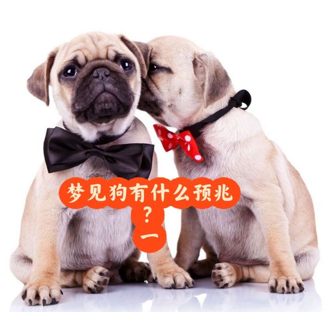 梦见狗有什么预兆 梦见被狗扑咬,失人助. 梦见狗朝自己行走,主交好友.