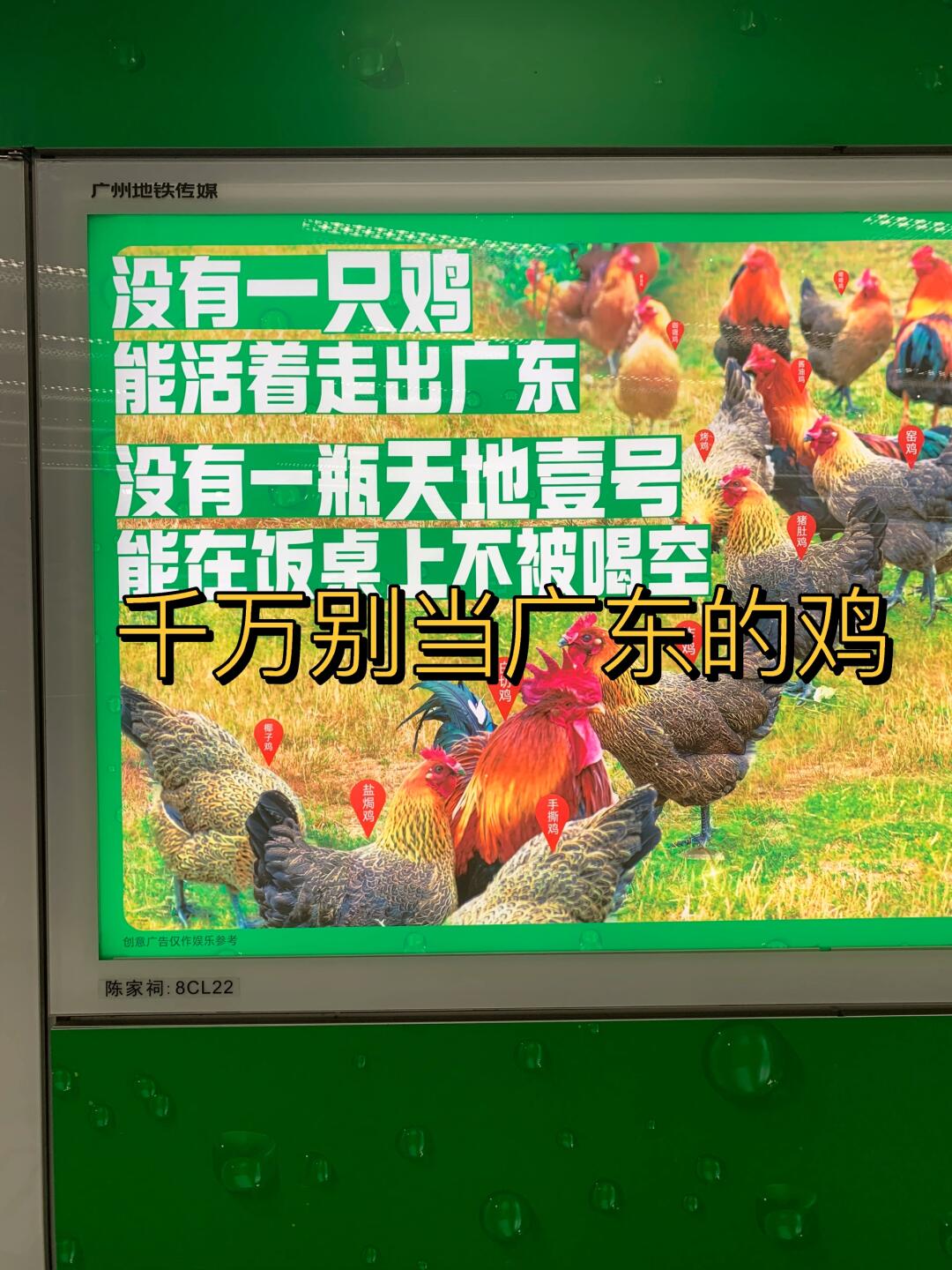 千万别当广东的鸡