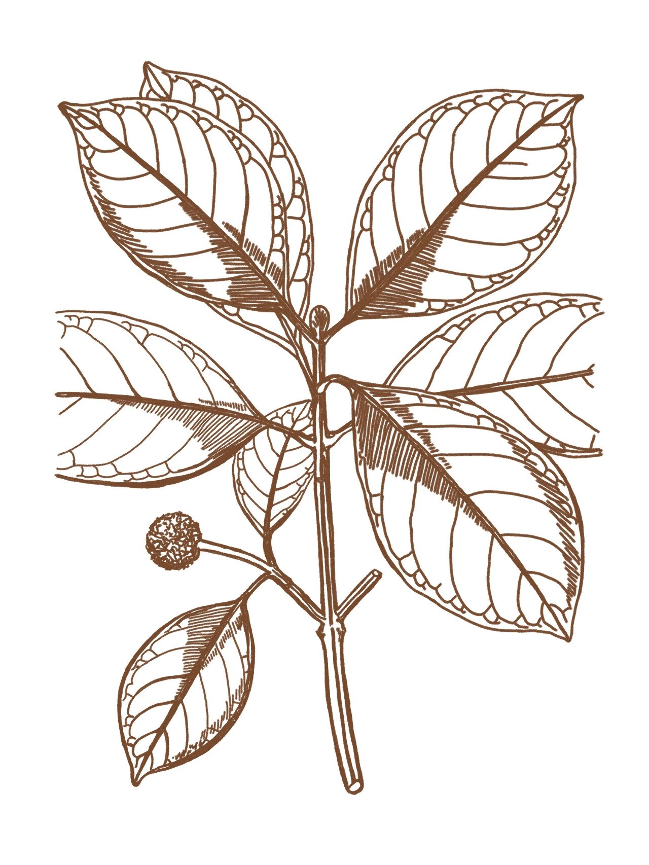 胆木(乌檀) 胆 木(乌檀) 别名:山熊胆,熊胆树.