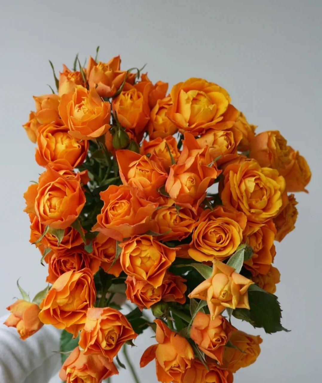 识花系列——橙色系多头玫瑰(之一)  94橙芭比 花语:羞涩的告白