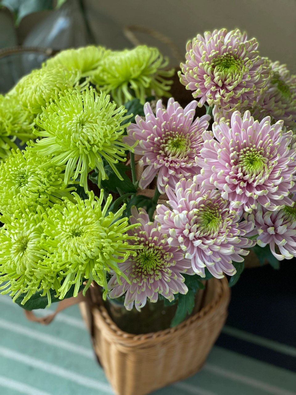 安娜菊,粉天赞,绿天赞 绿色和绿粉色的安娜菊,花朵很大,很清新