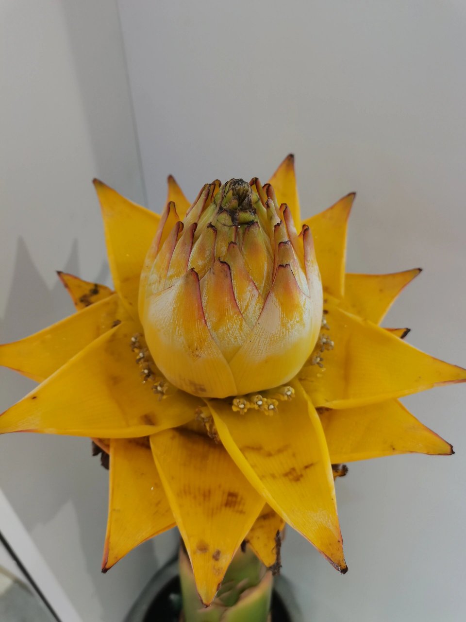 地涌金莲的花语是高贵典雅,万事如意,有着神圣,祥和的美好寓意.