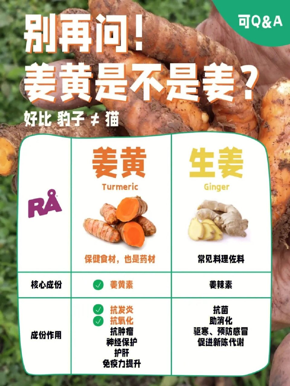 姜黄与生姜不是一回事 姜黄与生姜不是一回事,它们的颜色,形状,产地