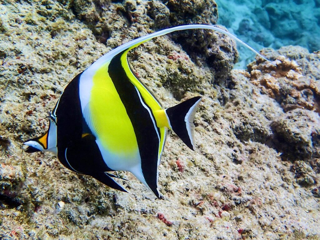 角蝶鱼|嘴巴嘟嘟背鳍长长身体扁扁