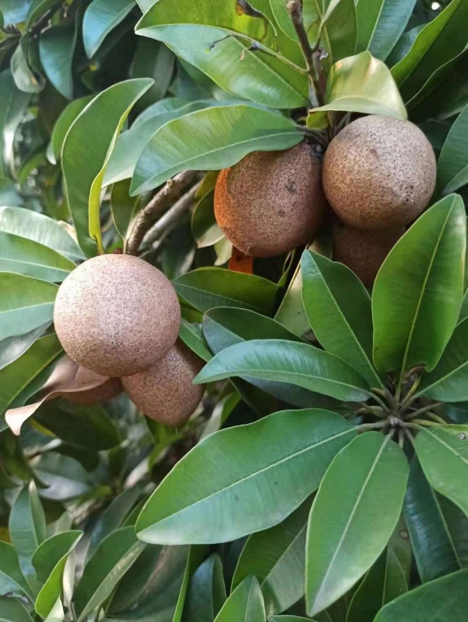 海南最好吃的人心果 促消化,润肺止咳,补钙 人心果是一种热带常绿乔木