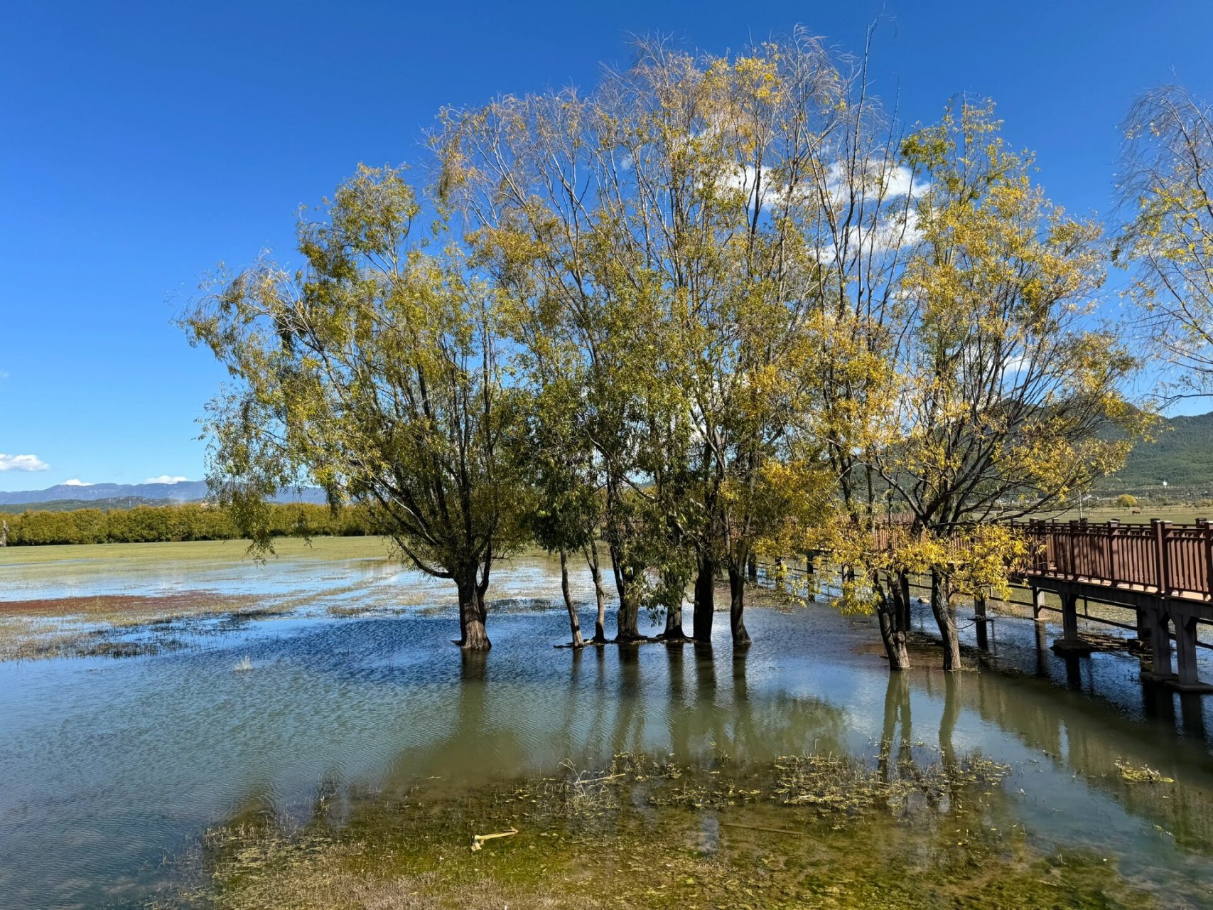 拉市海免费攻略 打车定位:云南丽江拉市海高原湿地省级自然保护区管理