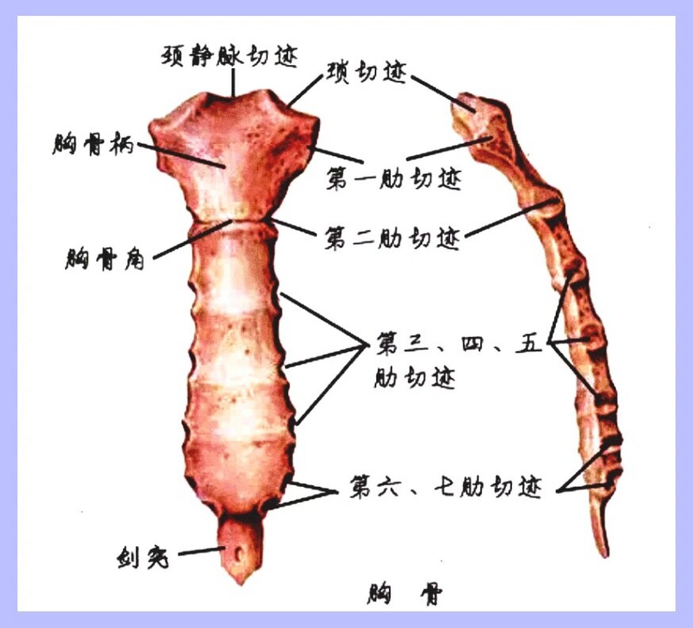 胸骨记忆口诀 胸骨形似一把剑,上柄中体下刀尖; 柄体交界胸骨角,平对