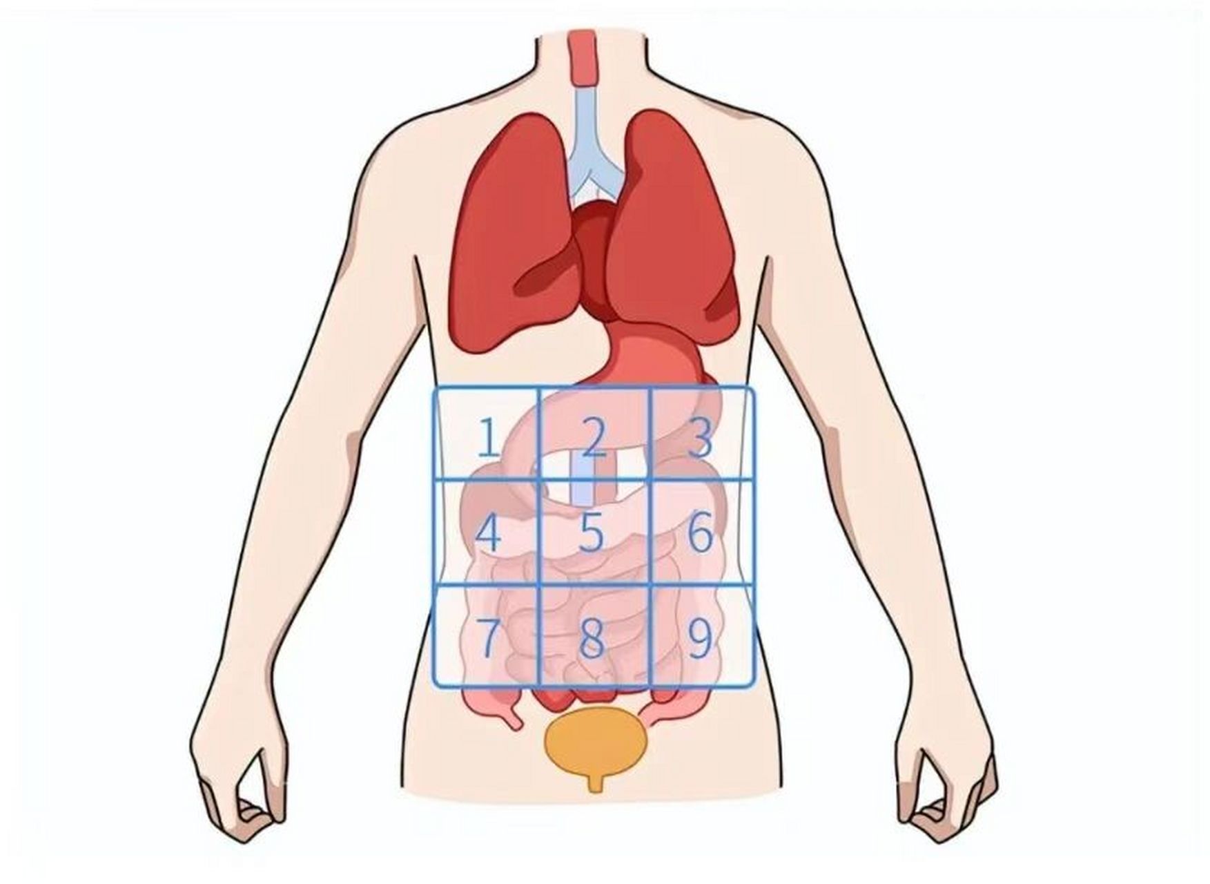 一张腹部地图,教你看懂肚子疼到底是哪疼 右上腹:右上腹是肝脏,胆囊