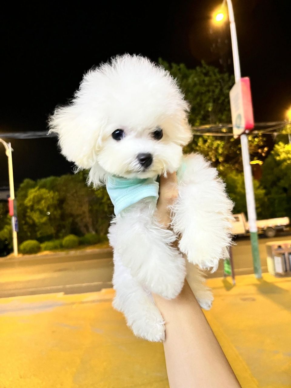 马尔济斯比熊串串 米米是只小体比熊,但其实是一只有小马血统的串串d