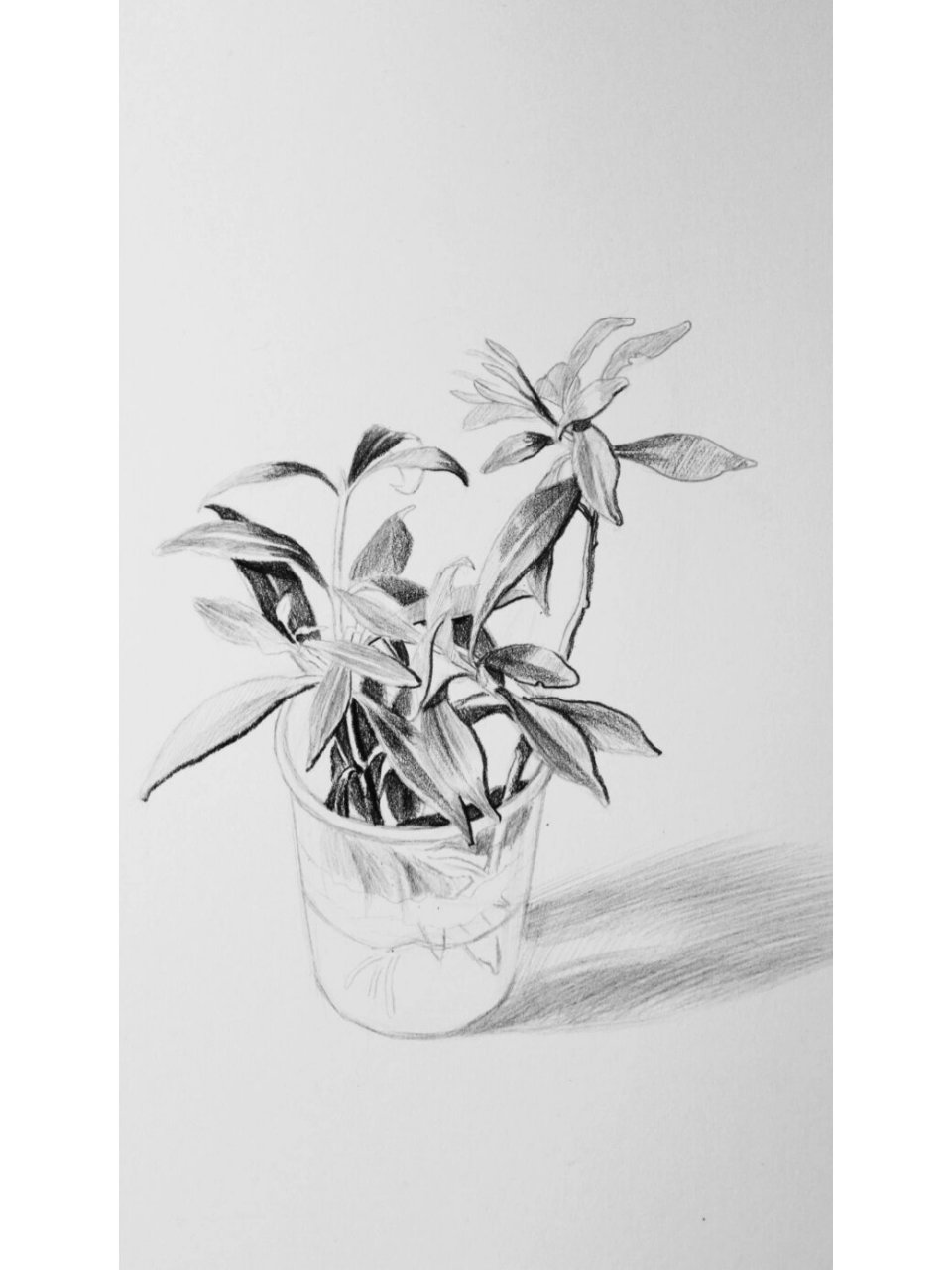 绿植盆栽素描步骤