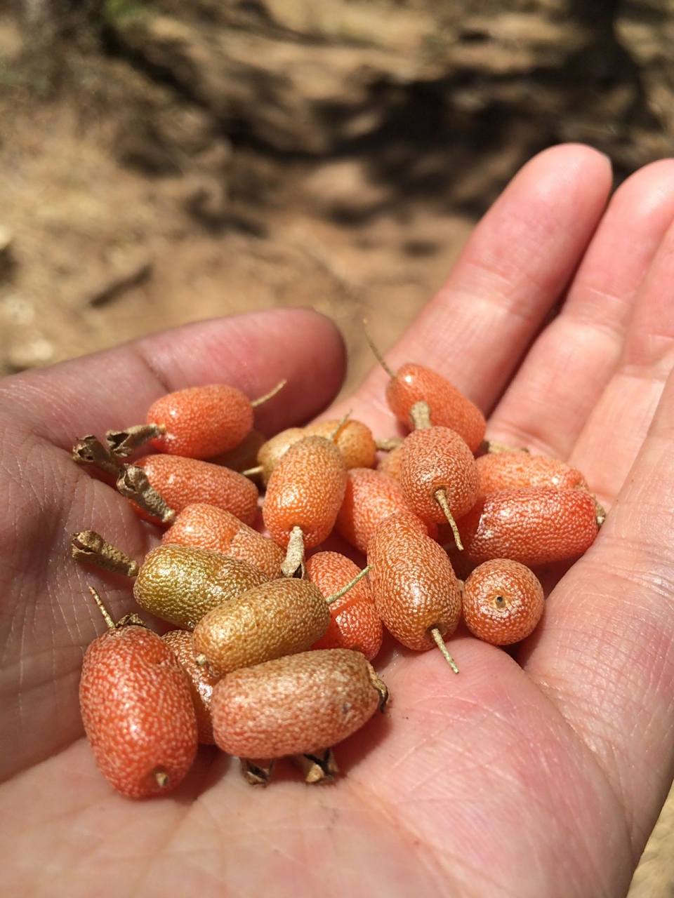 森林里的野生羊奶果 穿越森林,来一把大自然的味道,小小的,非常美味