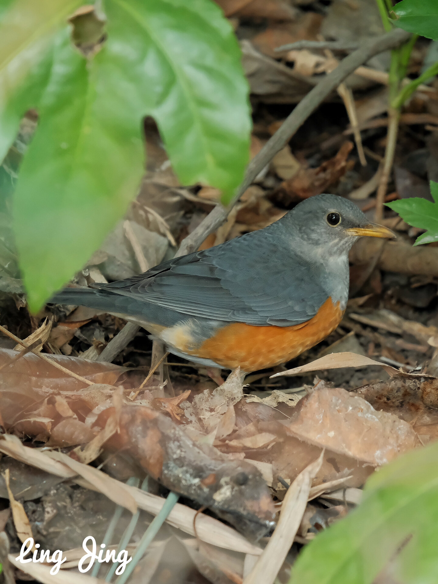 观鸟|灰背鸫(鸟种序号:12/观鸟次数:2