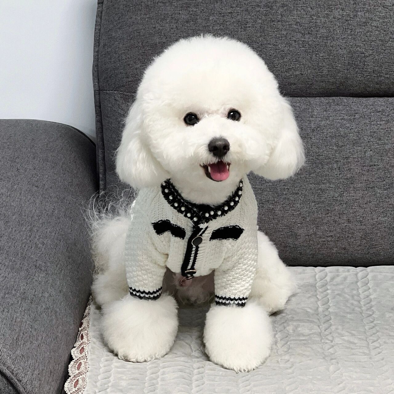 养一只比熊一个月花多少钱?