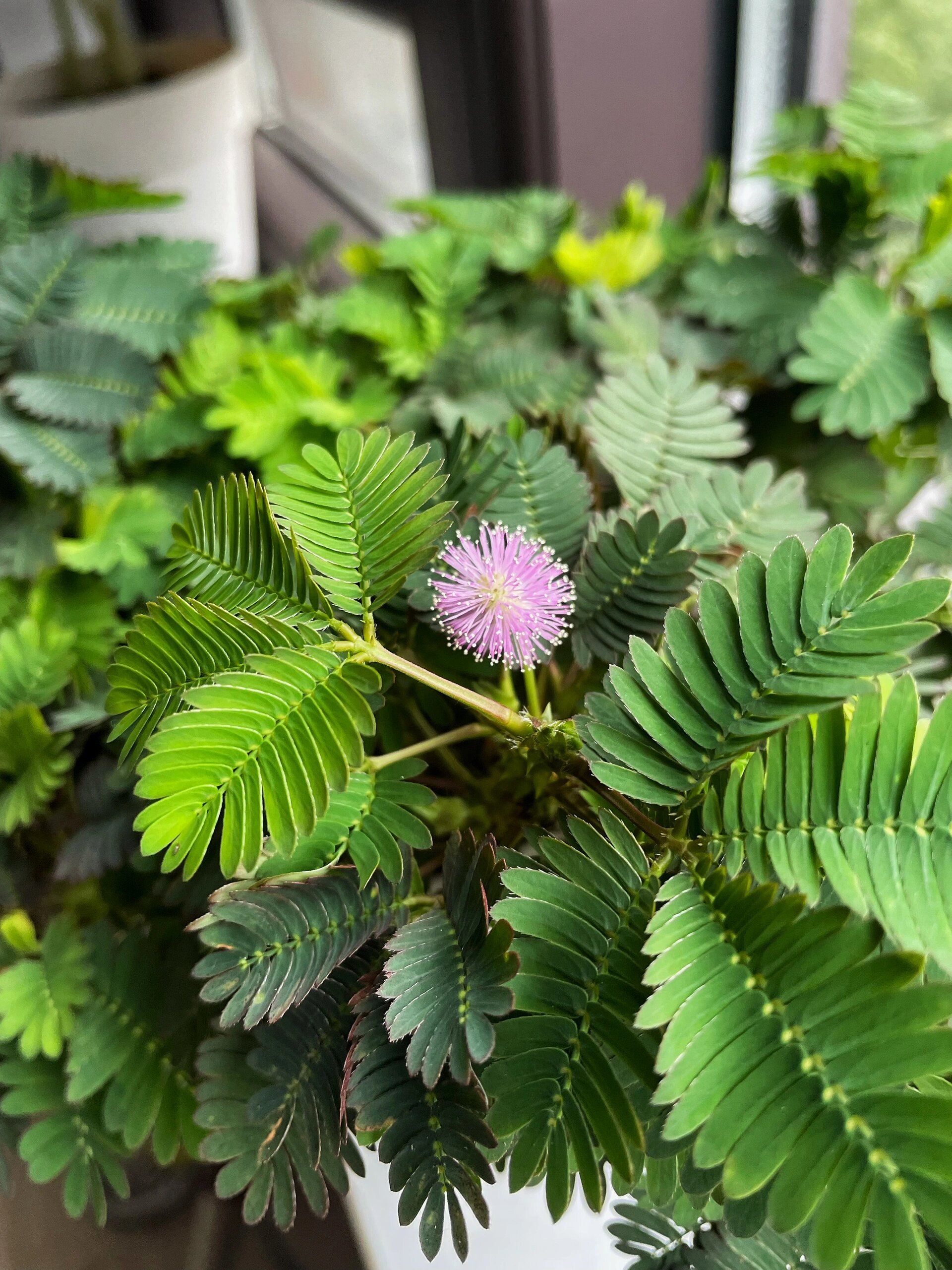 含羞草开花了 紫色的小花,好可爱,第一次见.